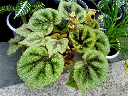 新房放什么植物吸甲醛效果好,吸甲醛最好的植物花卉是哪几种