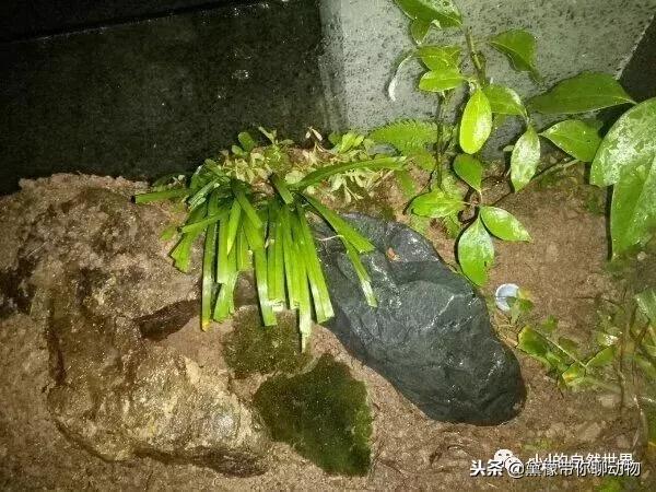 丛林造景黄缘龟池设计图大全,龟宝宝黄缘龟生态缸造景教程