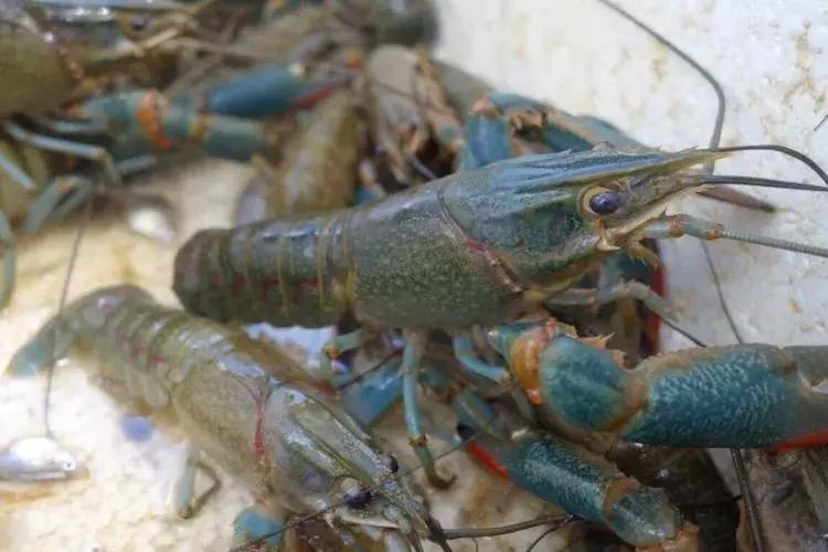 陵水龙虾鲜活,澳洲淡水龙虾鲜活发货