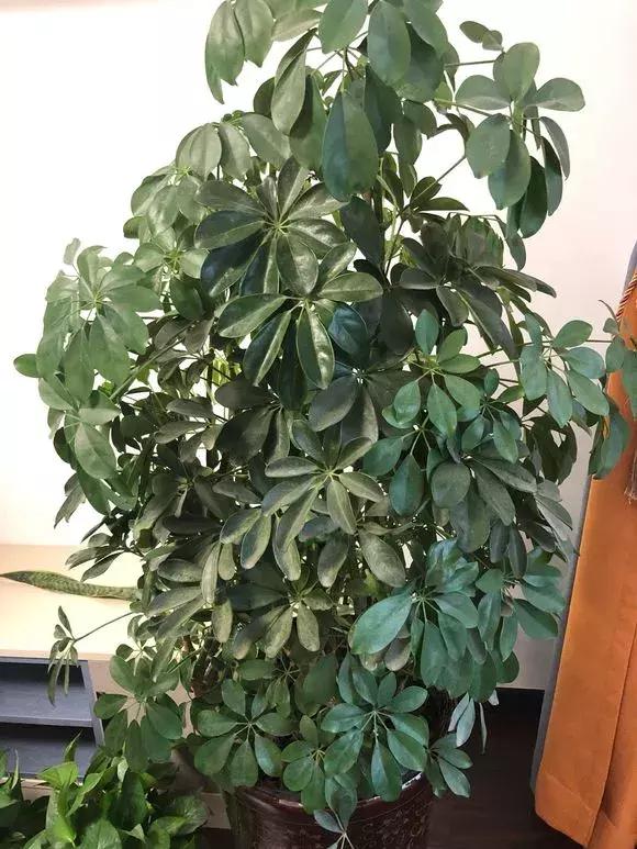 鹅掌柴不长高,鹅掌柴长得慢怎么办