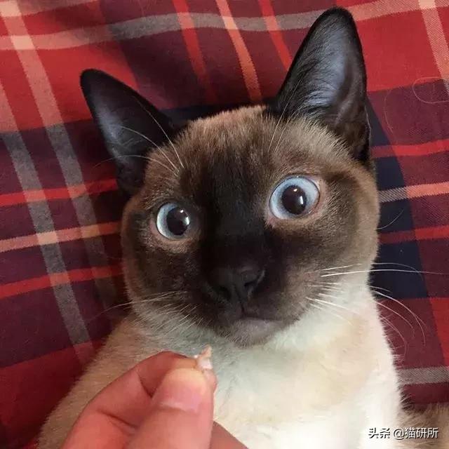 猫咪得了严重口炎怎么治,猫咪得了口炎如何能治愈