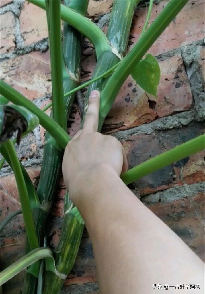 绿萝的叶子越养越小是什么原因,绿萝叶子越养越少