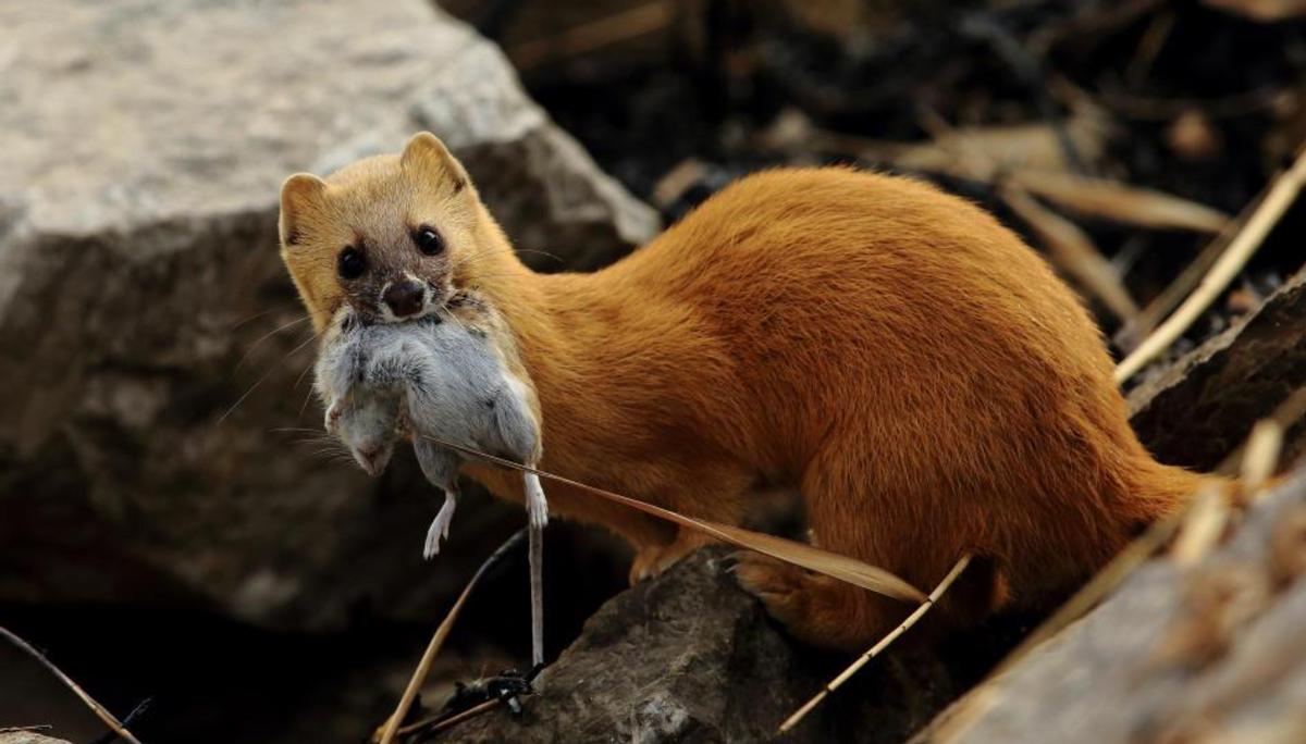 黄鼠狼与猫的战斗,黄鼠狼和猫谁抓老鼠厉害