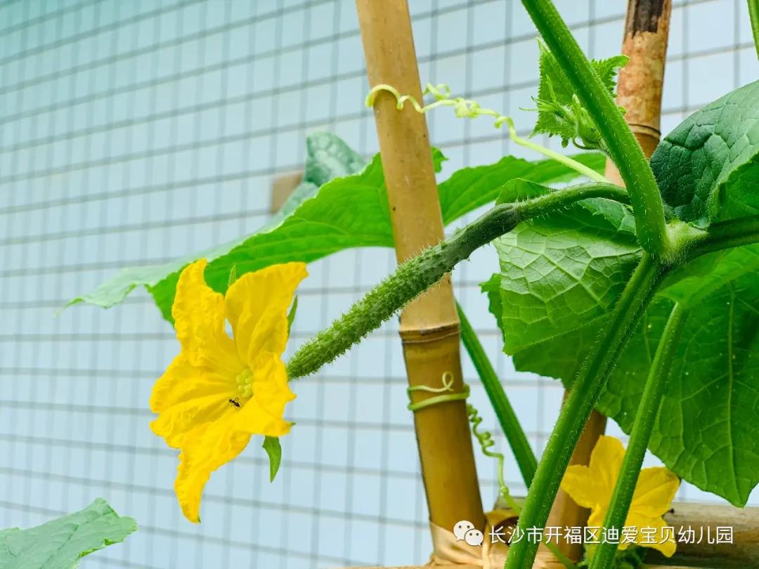 诺亚舟幼儿园,诺亚舟幼儿园里欢乐多