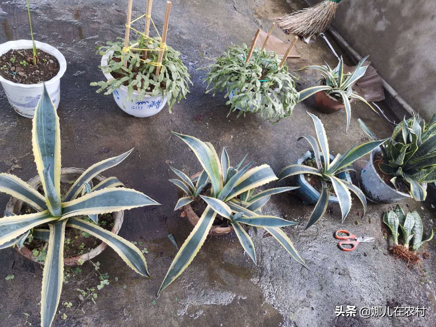 喜欢在阳台种菜种花,喜欢在阳台打理花草