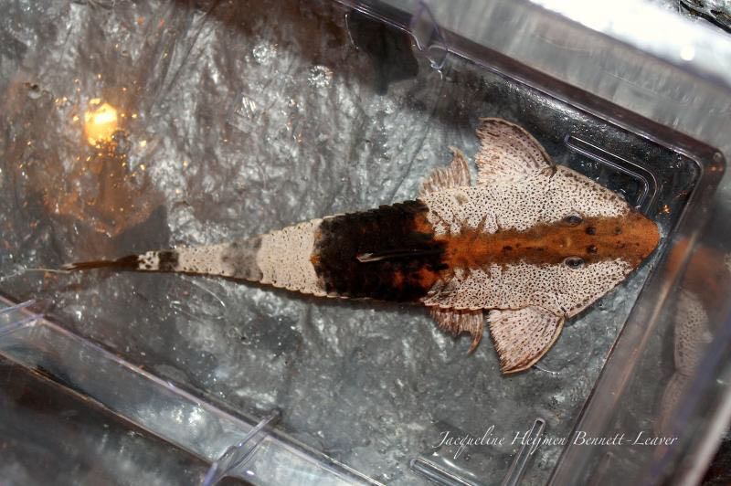 阴阳直升机全红,阴阳直升机图片