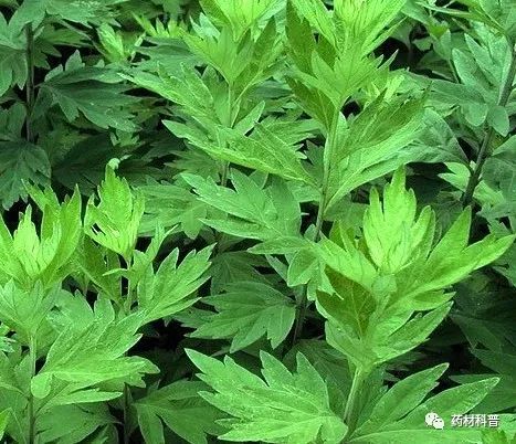 哪些人群不适合吃艾叶粑,生姜花椒艾叶泡脚不适合哪些人群