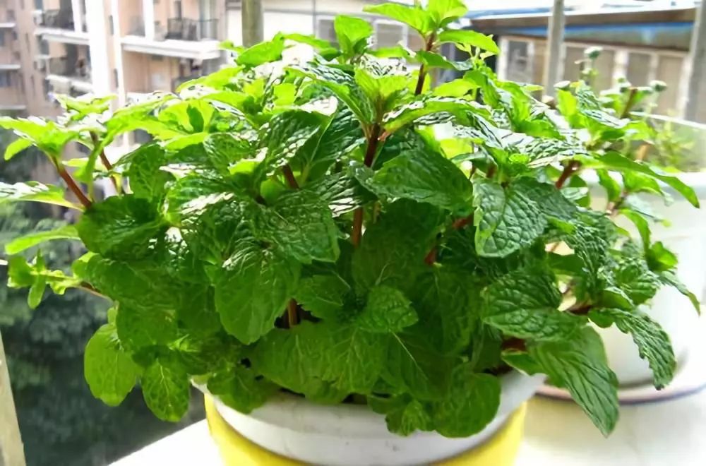 吸油烟和甲醛的植物,住新房有什么植物能去甲醛