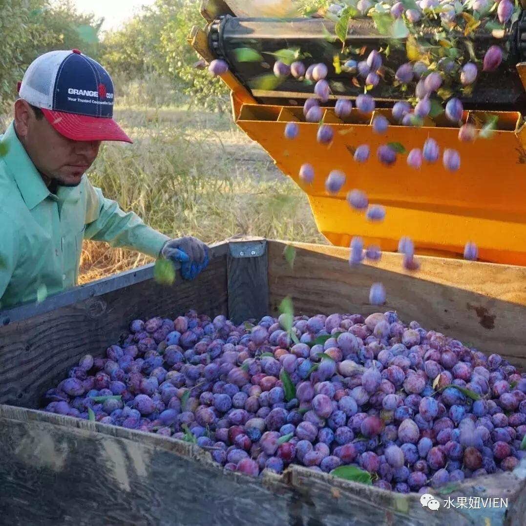 西梅是外国的李子吗图片,意大利的李子和西梅的区别