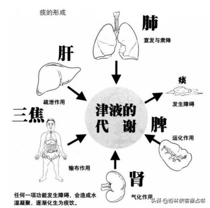 痰在肺则咳痰在胃则呕的意思,肺痰与胃痰
