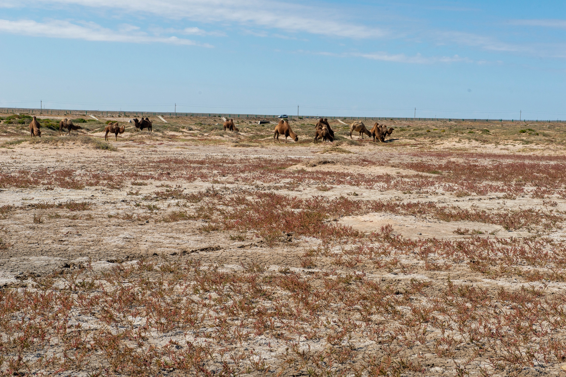 二连浩特到新疆边境游,内蒙古自驾游二连浩特