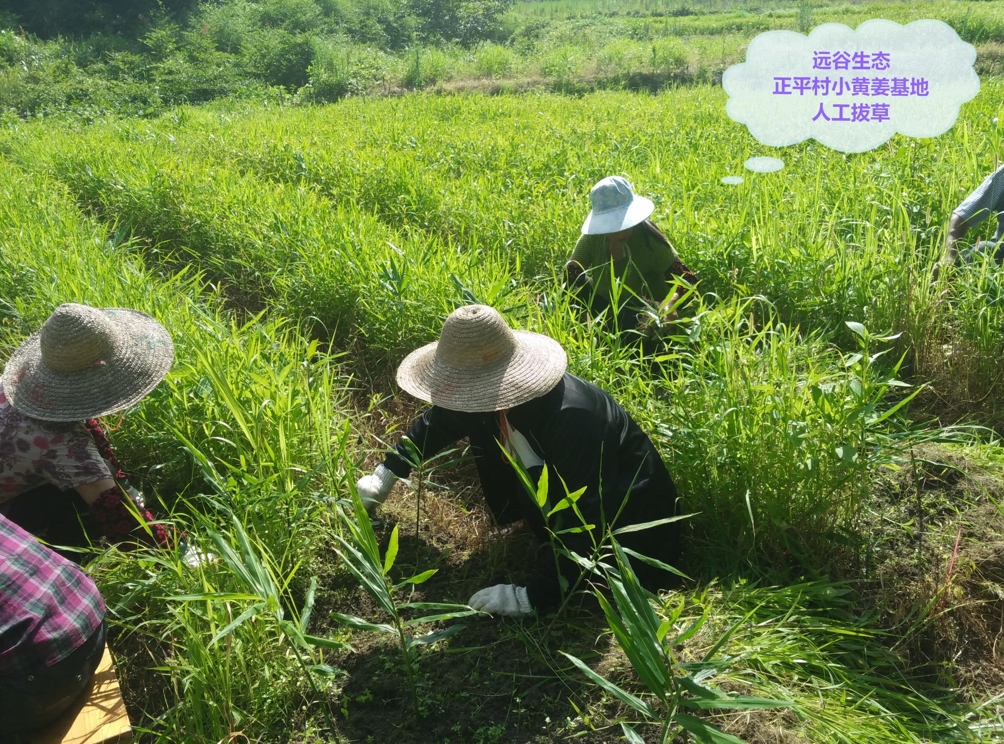 生姜种植技术和管理条件,生姜种植方法和田间管理