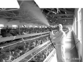 鸡呼吸道病中药配方,鸡呼吸道疾病防治方法