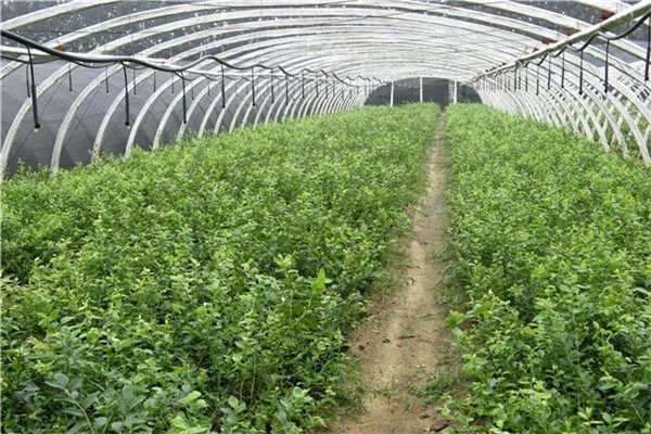 蓝丰蓝莓树,蓝丰蓝莓树苗图