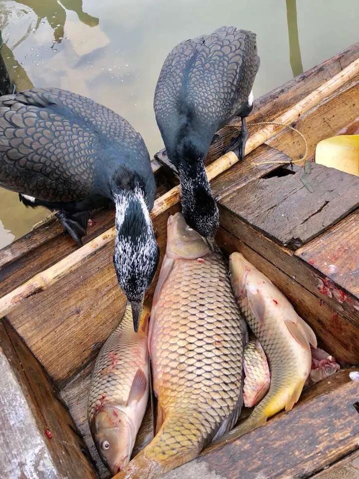 古镇故事大全完整版,古镇街景故事视频