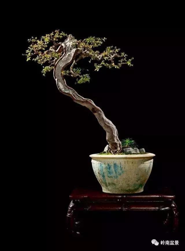 一盆盆景佳作究竟应该是怎样的,大师级盆景作品欣赏