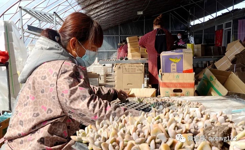 河北曲周多肉植物批发,曲周县西木多肉科技