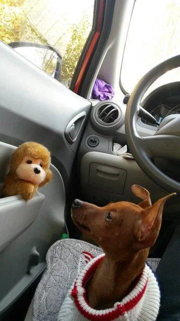 伸舌头的小鹿犬,爱洗澡的小鹿犬