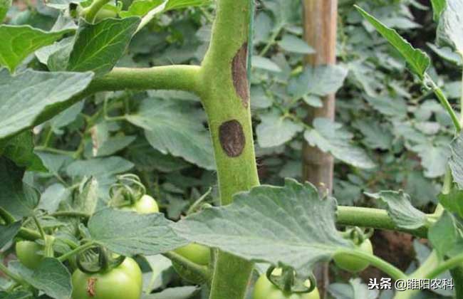 莴苣霜霉病灰霉病菌核病用什么药,灰霉病和疫病用什么药灌根