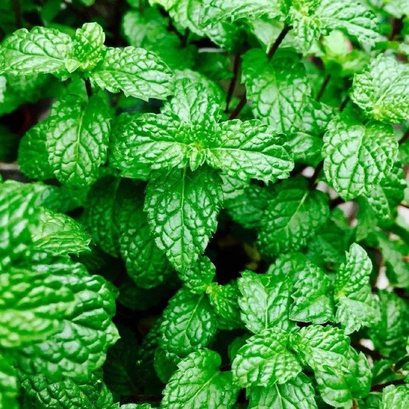 薄荷中药怎么炮制,与薄荷相似的中药