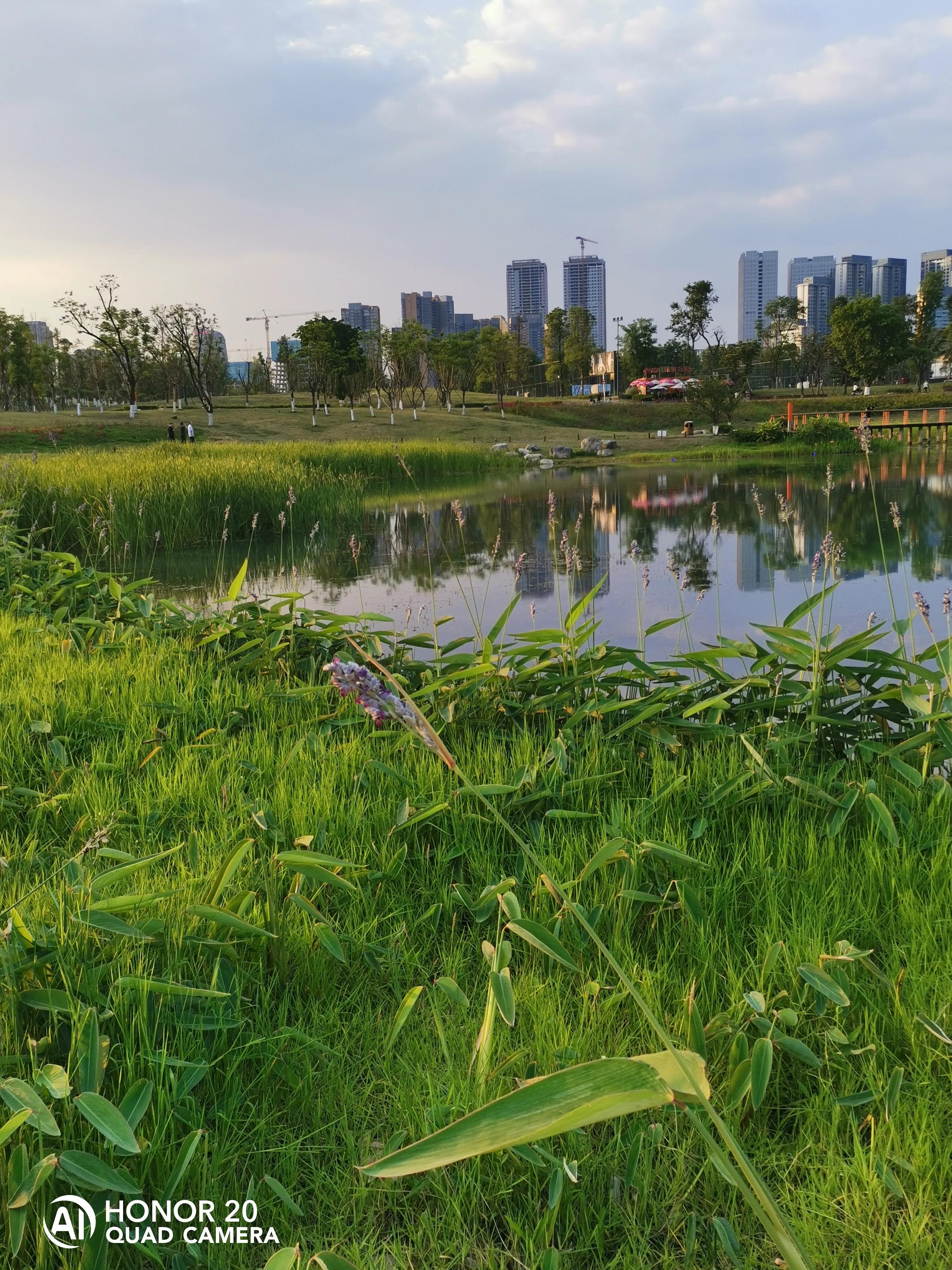 蝴蝶飞采花蜜,蝴蝶自由自在采花蜜