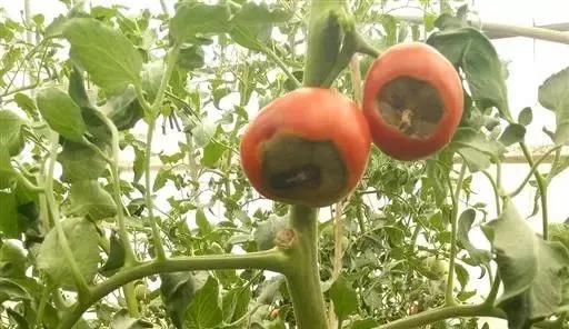 雾霾天气如何防治蔬菜病害,蔬菜低温病害及预防