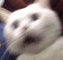 猫咪猫闹该怎么办？现在还有人相信棉签*法大**？