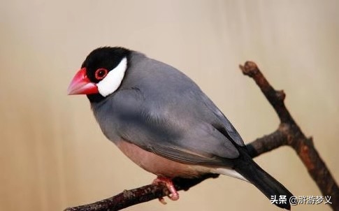 常见但是说不出名字的动物,六种不常见的鸟