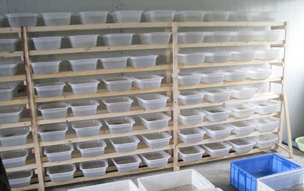 为什么养青蛙犯法,养殖青蛙为何都说能赚钱