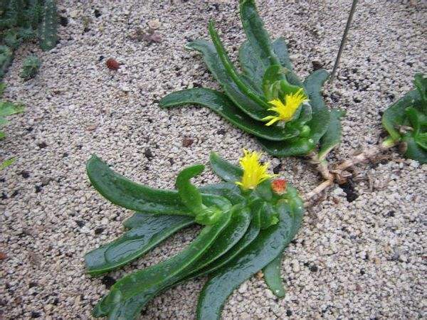 10种家里最旺宅的吉祥之花,10种最旺宅的吉祥之花