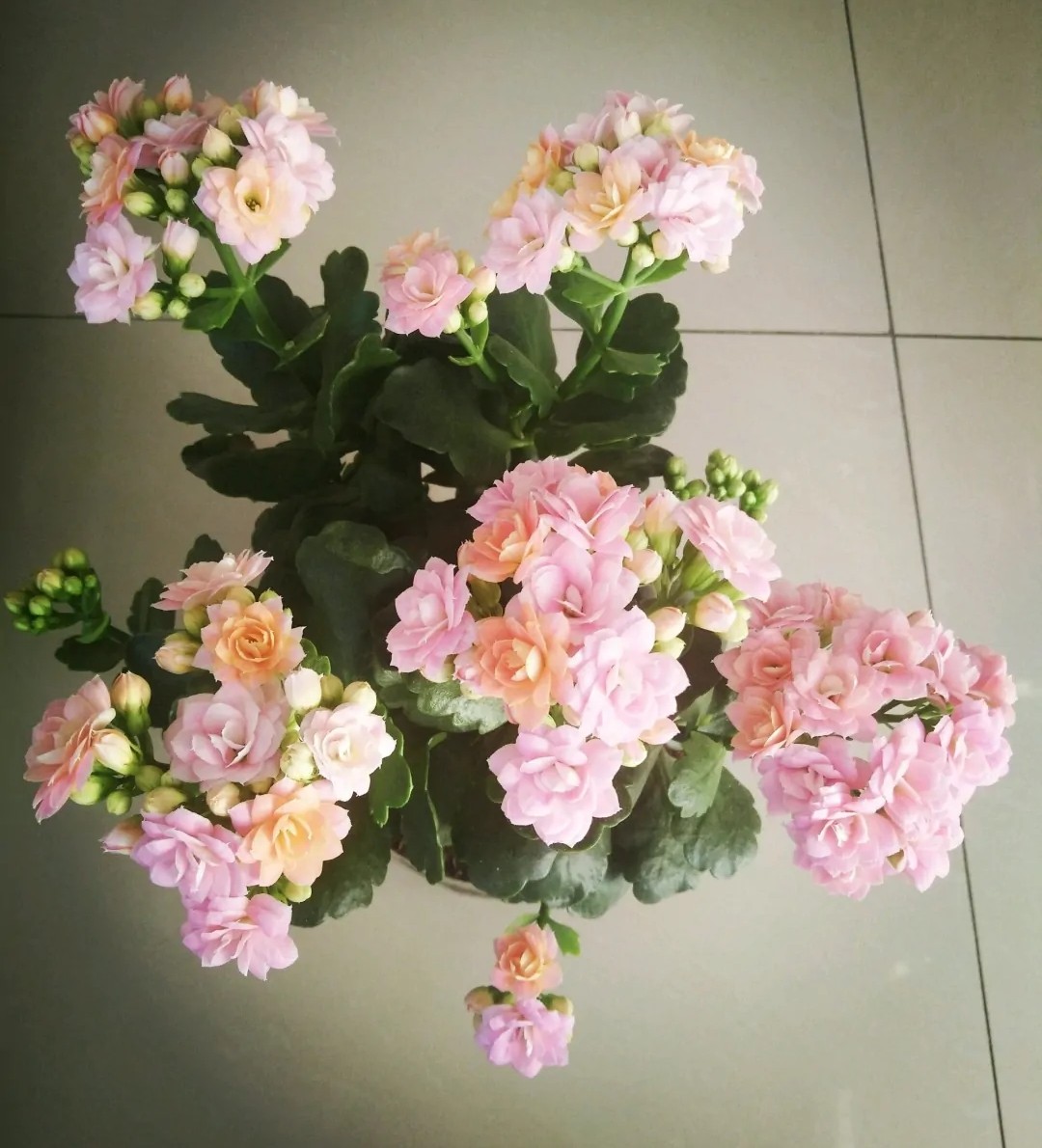 单瓣长寿花品种大全图,长寿花单瓣最好看的品种