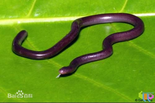 冷血精神病有感情吗,冷血精神病治疗