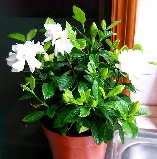 栀子花黄叶的原因及其处理方法,栀子花黄叶是什么原因如何处理