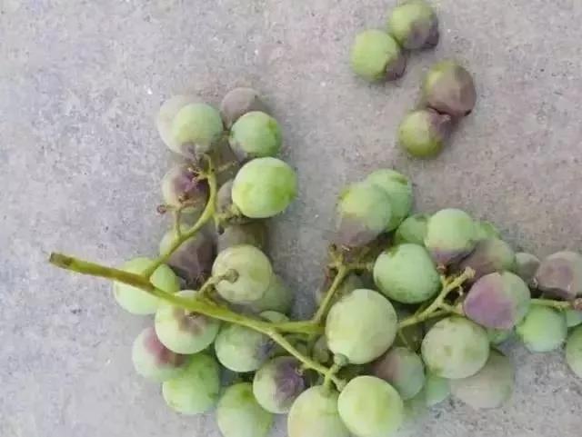 有关葡萄的病症,葡萄新梢病害图谱