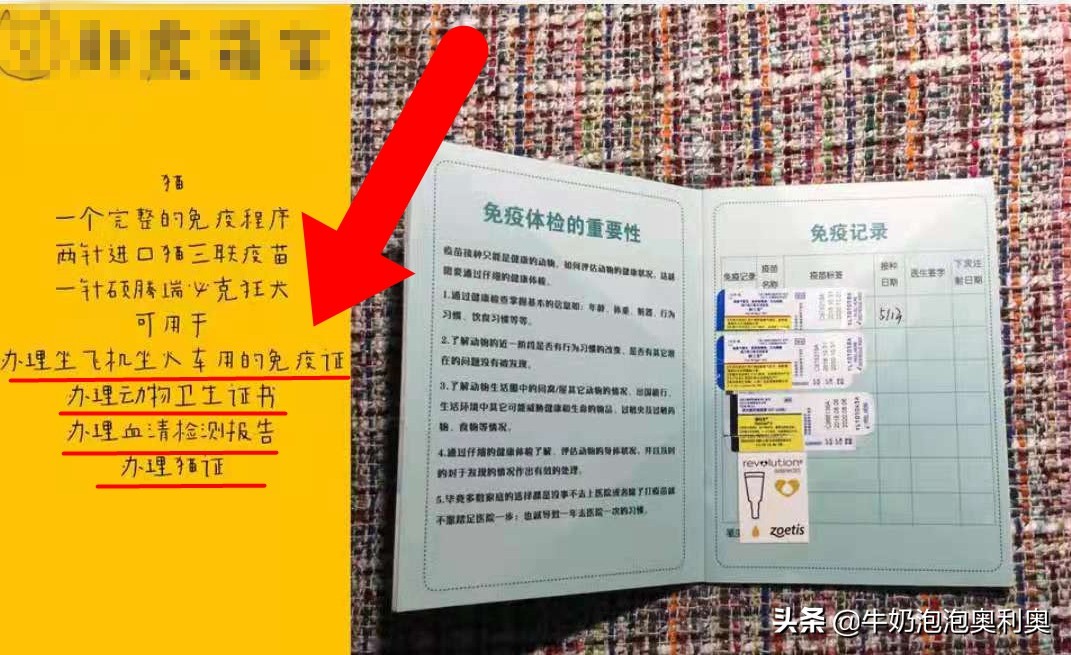 买猫需要疫苗证,买猫咪的时候有疫苗证吗