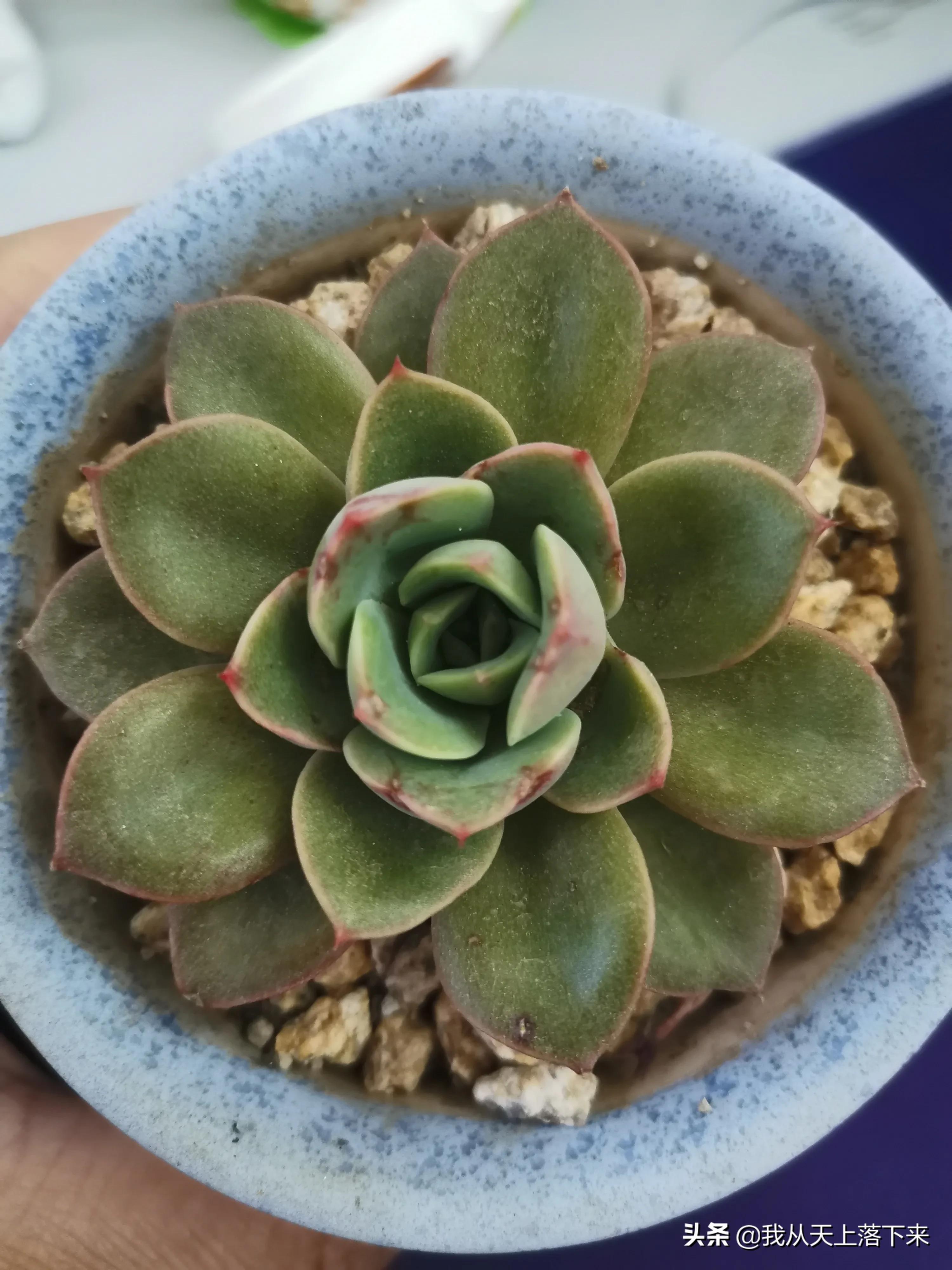 89种常见多肉植物品种图，实物拍摄，还不认识的小伙伴赶紧收藏好