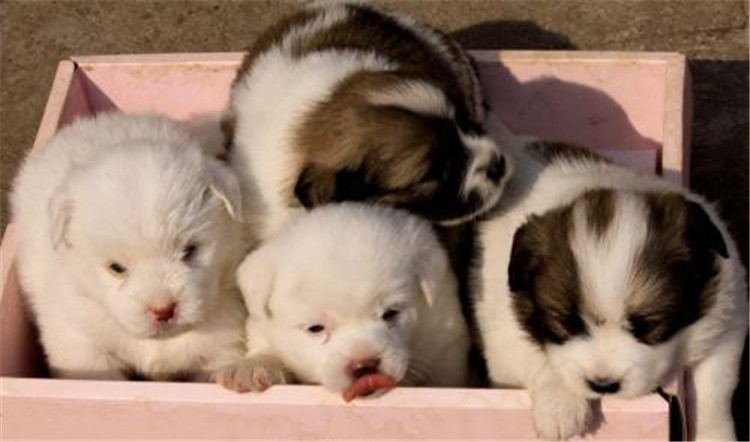 狗妈妈生了喂什么,狗妈妈刚生完孩子可以吃什么