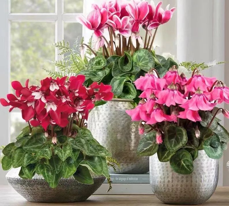 盘点世界各国国花你最喜欢哪种,什么品种的国花好