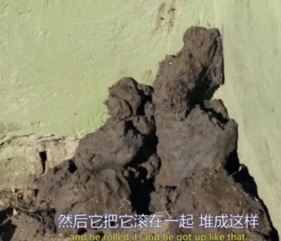 非洲大地最狂动物，动物园里连狮子毒蛇都有，偏偏没有它平头哥