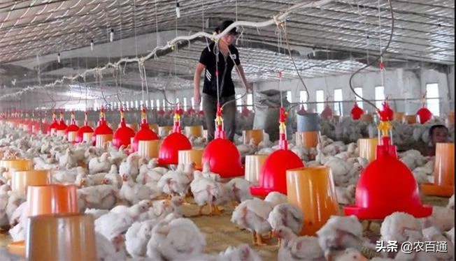 肉鸡饲养的三个阶段,肉鸡各阶段饲养管理