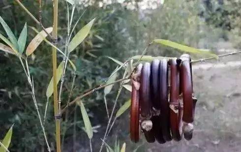 鸡血藤手镯是什么东西制作的,鸡血藤手镯用的是根部还是枝干