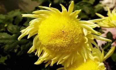 我国很多成语与植物有关,汉语成语中的植物文化