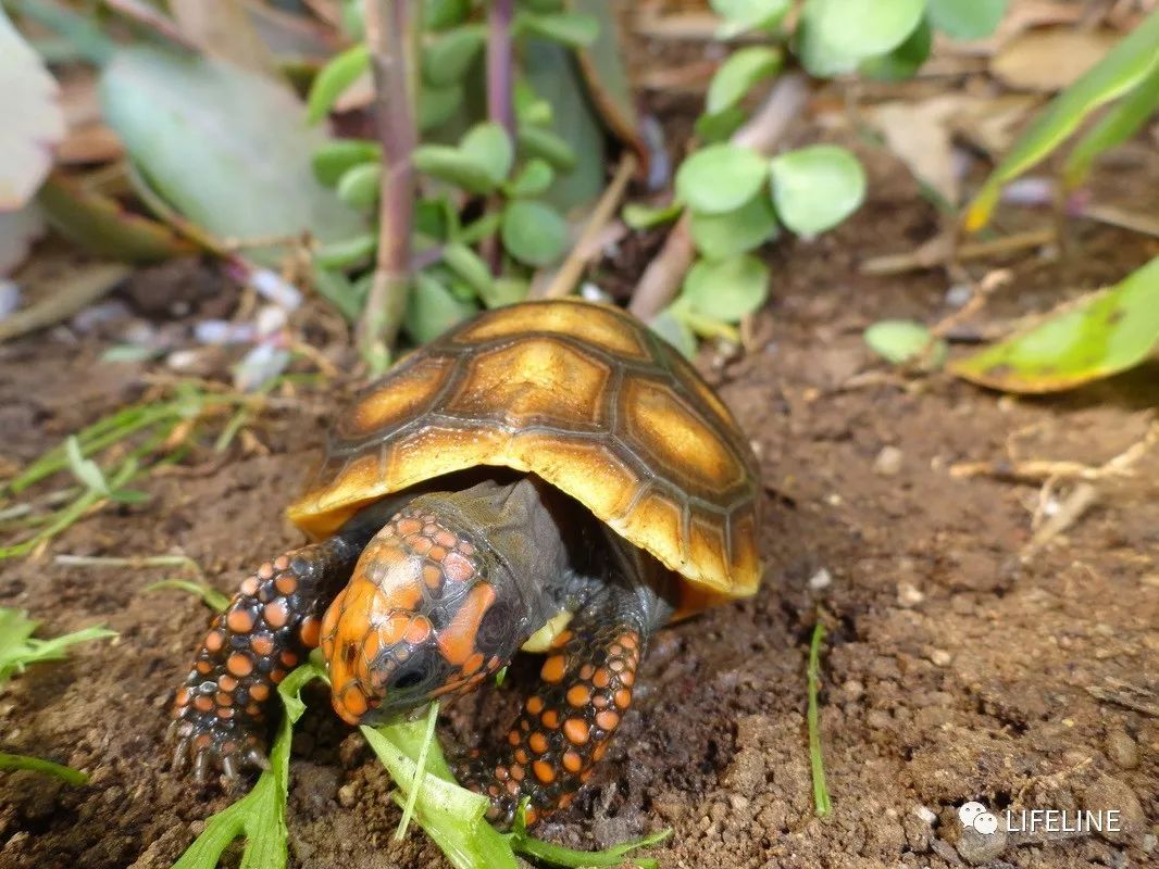 红腿陆龟如何家庭散养,广东红腿陆龟养殖方法