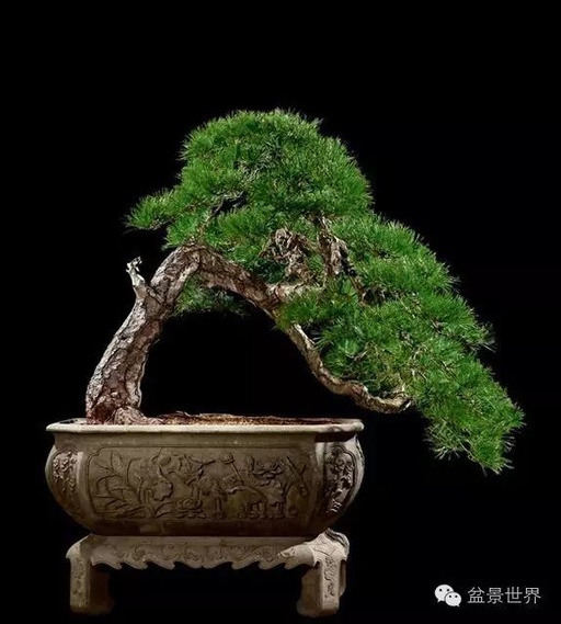 世界十大罕见花卉,世界名贵花卉高清大图