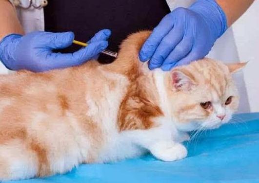 猫咪乳腺溃烂会自己好吗,猫咪乳腺有结节病变