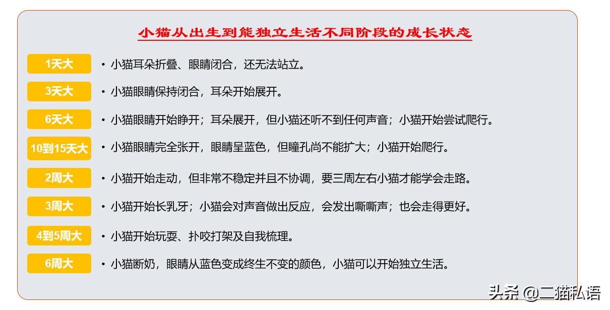 看到流浪小猫该怎么让它靠近你,在街头遇到小猫