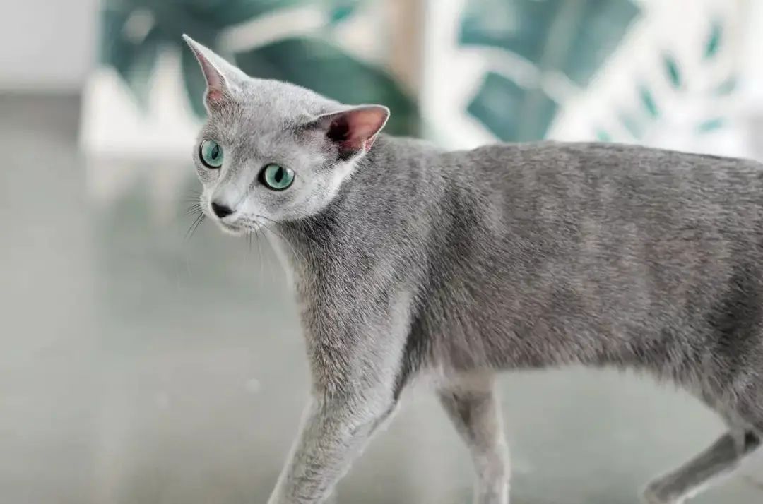 最受欢迎的猫品种前十名,国内最受欢迎的6种猫咪橘猫