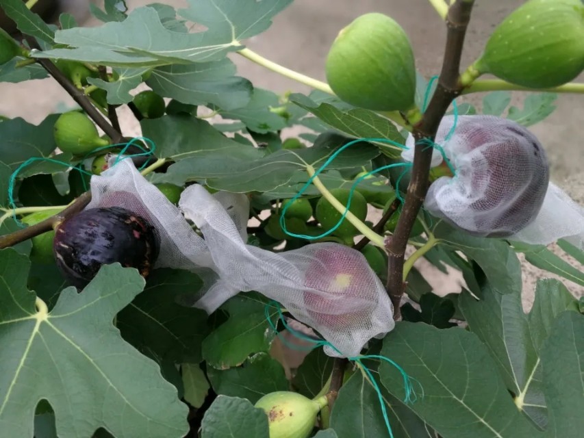 盆栽无花果底部叶子焦叶怎么办,无花果出现黄叶是怎么了