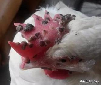 鸡痘的最好预防方法,鸡痘怎么预防最好方法