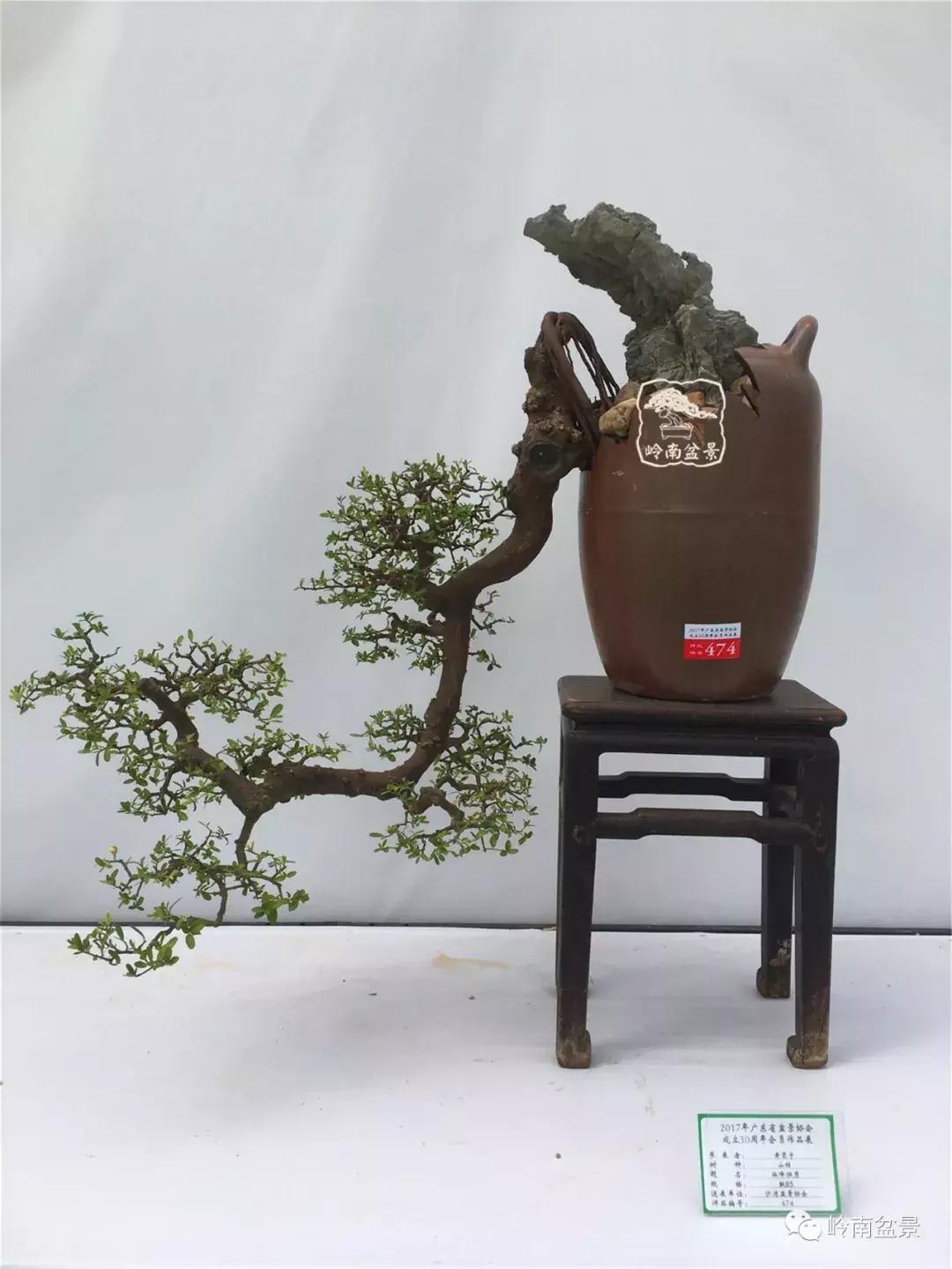 临水式金弹子盆景图片大全欣赏,看盆景展里赏心悦目的盆景